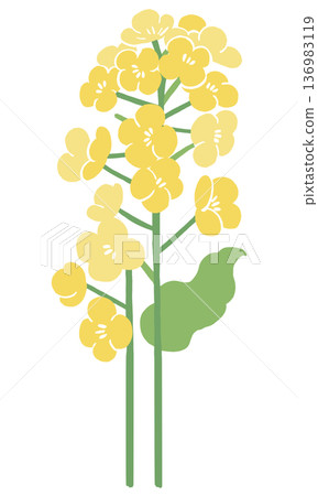 Vector illustration of rapeseed flowers | Spring flower background, Japanese-style textile design material Vector illustration of rapeseed flowers | Spring flower background, Japanese-style textile design material 136983119