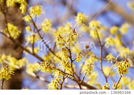 黃花金縷梅在早春開花 136983166