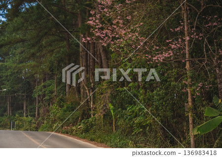 travel in nature concept with pink cherry blossom tree and country road in springtime season 136983418