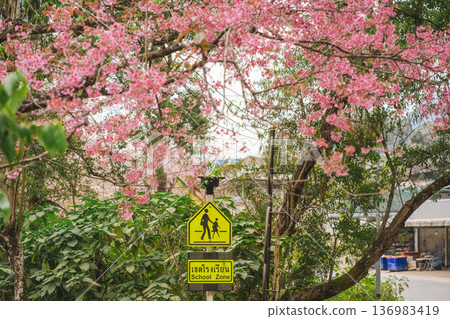 travel in nature concept with pink cherry blossom tree and country road and school zone caution in springtime season travel in nature concept with pink cherry blossom tree and country road and school zone caution in springtime season 136983419