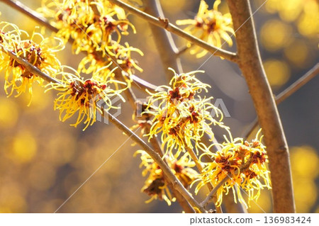 黃花金縷梅在早春開花 黃花金縷梅在早春開花 136983424