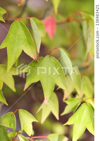 Leaves of Toukaede Leaves of Toukaede 136983425