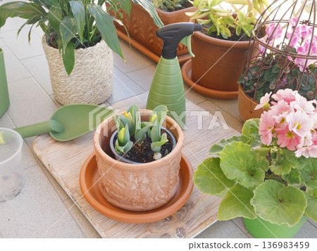 Potted flowers on balcony. Gardening tools. Nature and plant care. Interior design. Potted flowers on balcony. Gardening tools. Nature and plant care. Interior design. 136983459