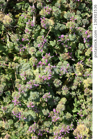 Hotokenoza Buddha seat 136983536