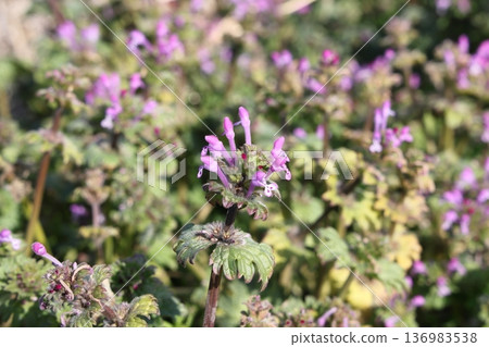 Hotokenoza Buddha seat 136983538