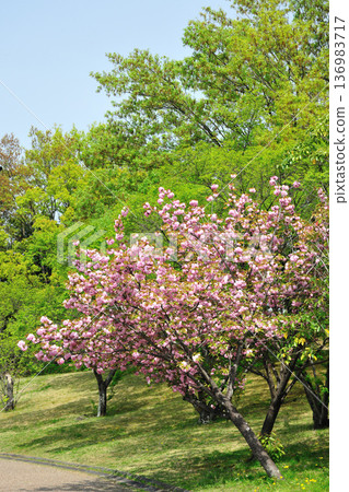 愛知健康森林公園的清新綠意 136983717