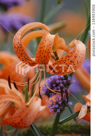 Orange lily flower Orange lily flower 136983908