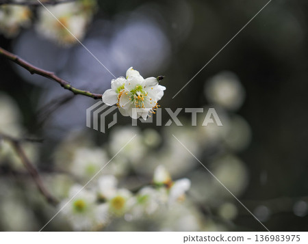 White plum blossoms on a cloudy day White plum blossoms on a cloudy day 136983975