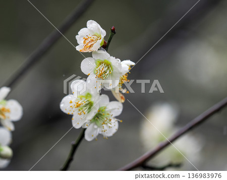 White plum blossoms blooming in the plum grove, wet with raindrops White plum blossoms blooming in the plum grove, wet with raindrops 136983976