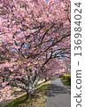 Cherry blossom trees and Kawazu cherry blossom tunnel 136984024