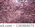 Izu Kawazu Cherry Blossom Tunnel 136984079