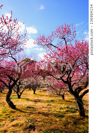 Red and white plum blossoms in full bloom against the blue sky 136984154