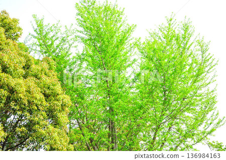 Fresh greenery in Aichi Health Forest Park 136984163