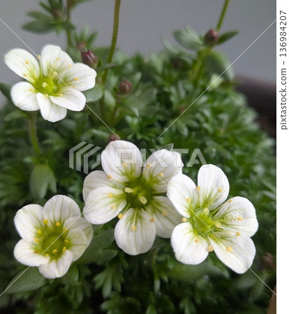 白花紫露草盛開 白花紫露草盛開 136984207