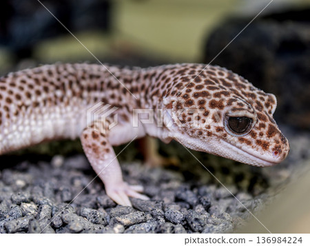 Leopard gecko Leopard gecko 136984224