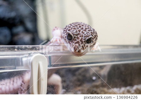 Leopard gecko 136984226