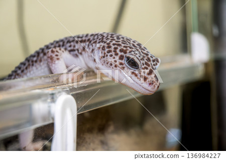 Leopard gecko Leopard gecko 136984227