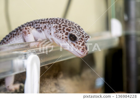 Leopard gecko 136984228