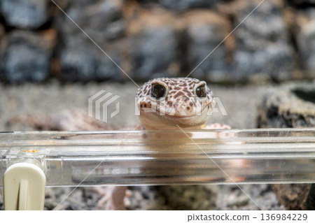 豹紋壁虎 136984229