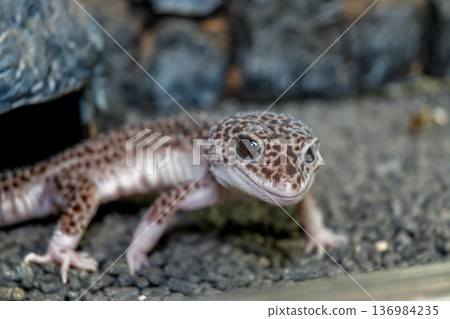Leopard gecko 136984235