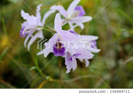 Orchid flower Laeriocattleya Wrigley Blue Heaven Orchid flower Laeriocattleya Wrigley Blue Heaven 136984711