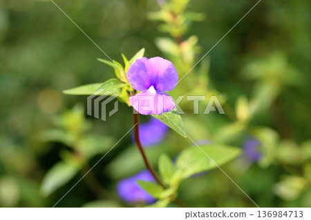 blue cat's eye flower 136984713