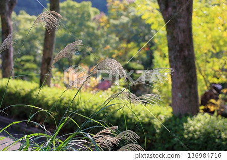 Pampas grass flowers, one of the seven autumn herbs Pampas grass flowers, one of the seven autumn herbs 136984716