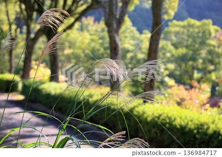 Pampas grass flowers, one of the seven autumn herbs Pampas grass flowers, one of the seven autumn herbs 136984717