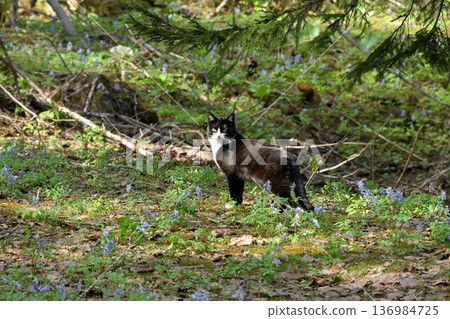 The cat with white socks in the forest The cat with white socks in the forest 136984725
