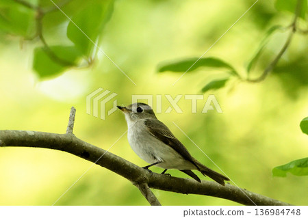 A female of yellow mint A female of yellow mint 136984748