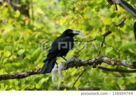 Crow collecting nest material Crow collecting nest material 136984749