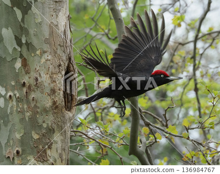 Black woodpecker taking off from a tree hole 136984767