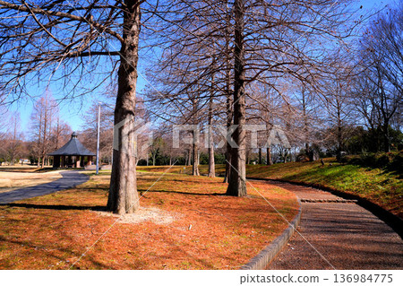 A park with bald cypress trees that exudes a Nordic atmosphere A park with bald cypress trees that exudes a Nordic atmosphere 136984775