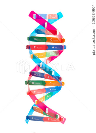 DNA or Deoxyribonucleic acid is a double helix chains structure formed by base pairs attached to a sugar phosphate backbone. 136984904