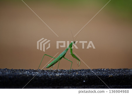 螳螂,傍晚涼爽 螳螂,傍晚涼爽 136984988