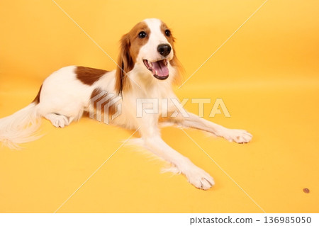 微笑的庫伊克爾洪德犬躺在黃色背景上 136985050