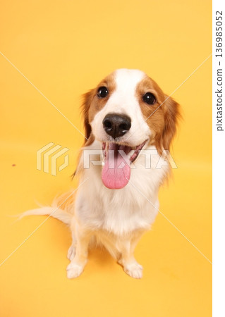 A cute smiling Kooikerhondje sitting on a yellow background A cute smiling Kooikerhondje sitting on a yellow background 136985052