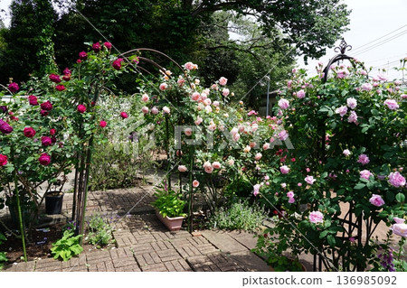 塞亞開放花園 塞亞開放花園 136985092
