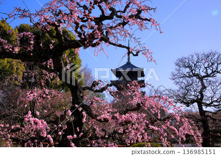 Toji Temple's five-story pagoda seen through the pink weeping plum blossoms Toji Temple's five-story pagoda seen through the pink weeping plum blossoms 136985151