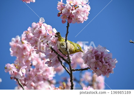 Meiro stopping in a plum tree 136985189