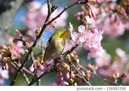 Meiro stopping in a plum tree 136985190