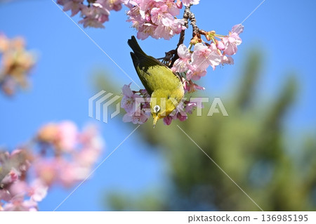 梅羅停在梅樹上 136985195