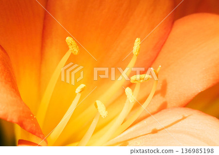 君子蘭花特寫 136985198