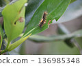 The larvae of the white-tailed tussock moth eat mangrove leaves 136985348