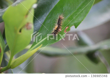 白尾毒蛾的幼蟲以紅樹林葉子為食。 136985348