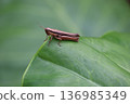 Brown locusts on green leaves 136985349