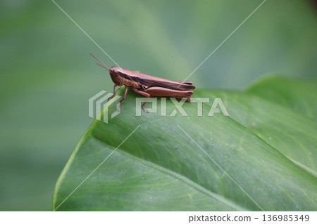 綠葉上的棕色蝗蟲 136985349