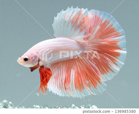 A white and coral Betta fish with bubbles A white and coral Betta fish with bubbles 136985380