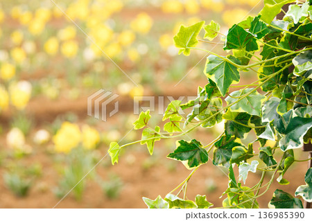 一種名為常春藤(Hedera)的垂吊型常春藤 一種名為常春藤(Hedera)的垂吊型常春藤 136985390