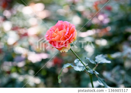 玫瑰花銅管樂隊 玫瑰花銅管樂隊 136985517
